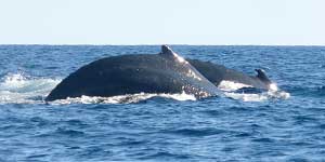 Paseo de Avistamiento de Ballenas