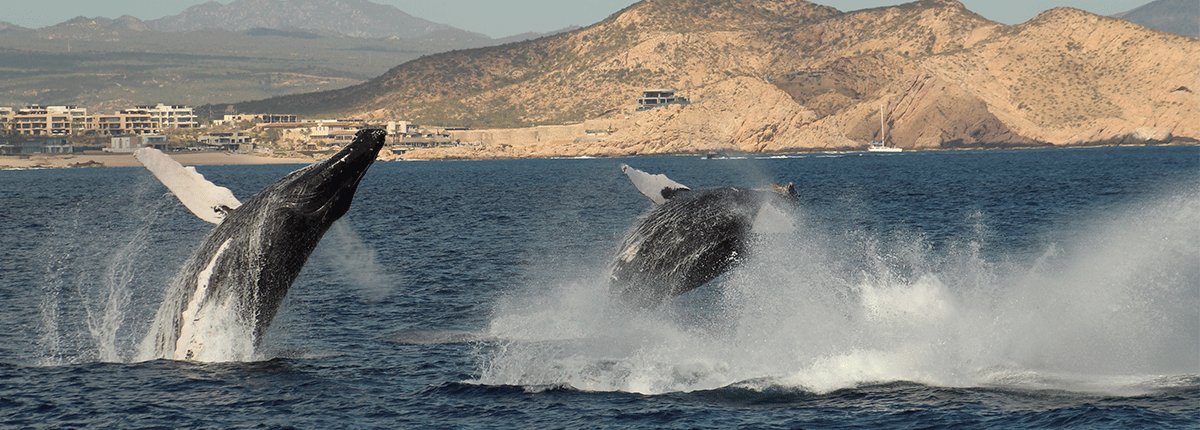 Paseo de Avistamiento de Ballenas