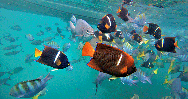 Paseo de Snorkel por El Arco de Los Cabos