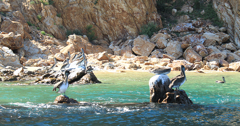 Paseo de Snorkel por El Arco de Los Cabos