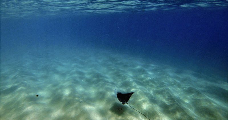 Paseo de Snorkel por El Arco de Los Cabos