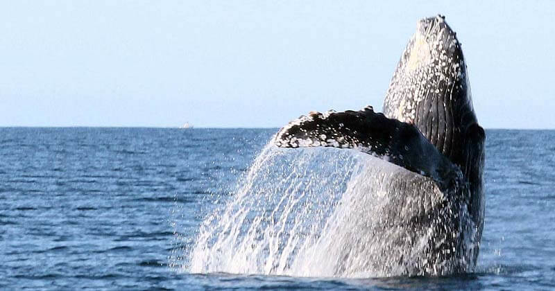 Whale Watching in Los Cabos