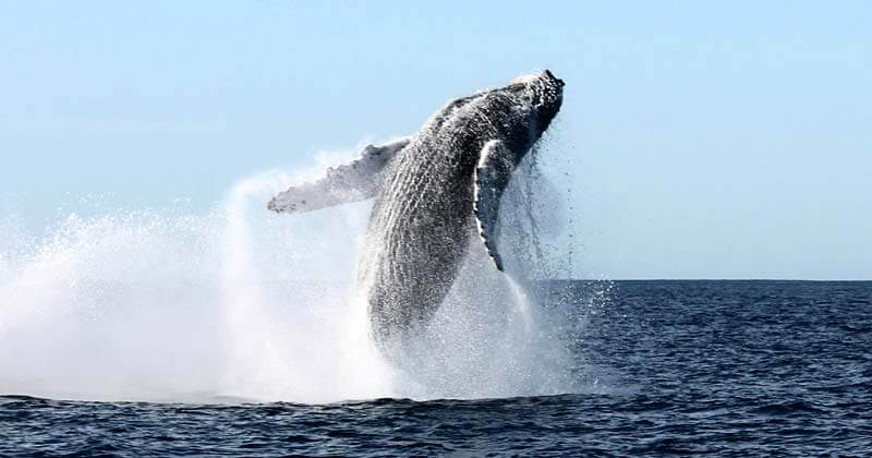 Paseo de Avistamiento de Ballenas en Cabo