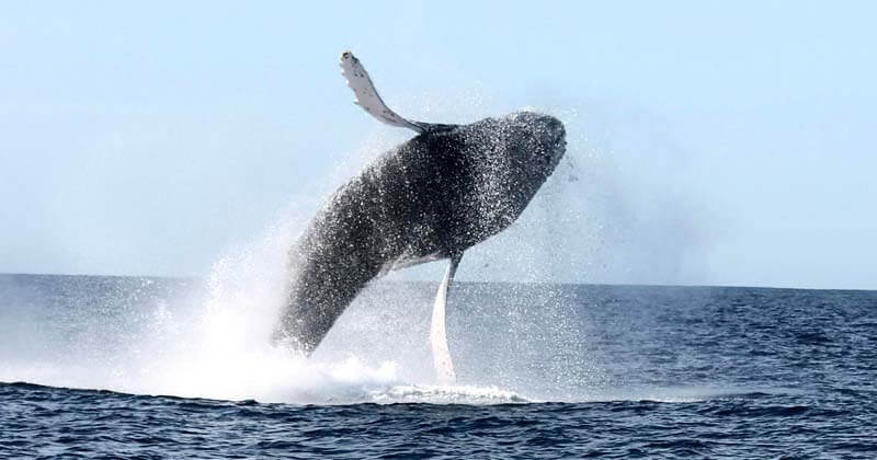 Paseo de Avistamiento de Ballenas en Cabo