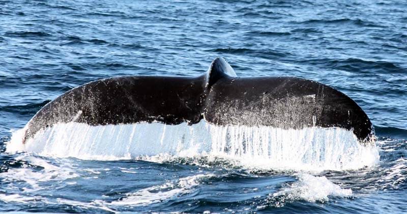 Private Whale Watching in Los Cabos